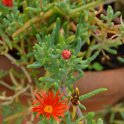 Malephora crocea 'Atropurpurea' (3)